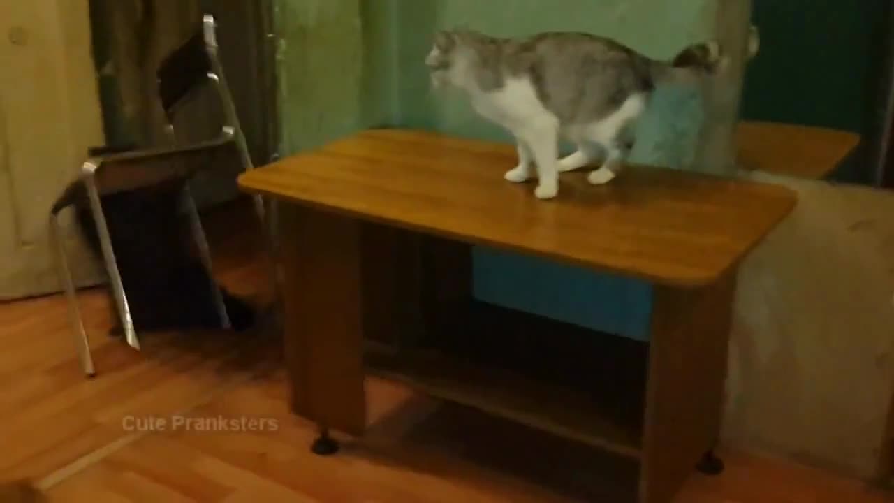 Енот срещу котка