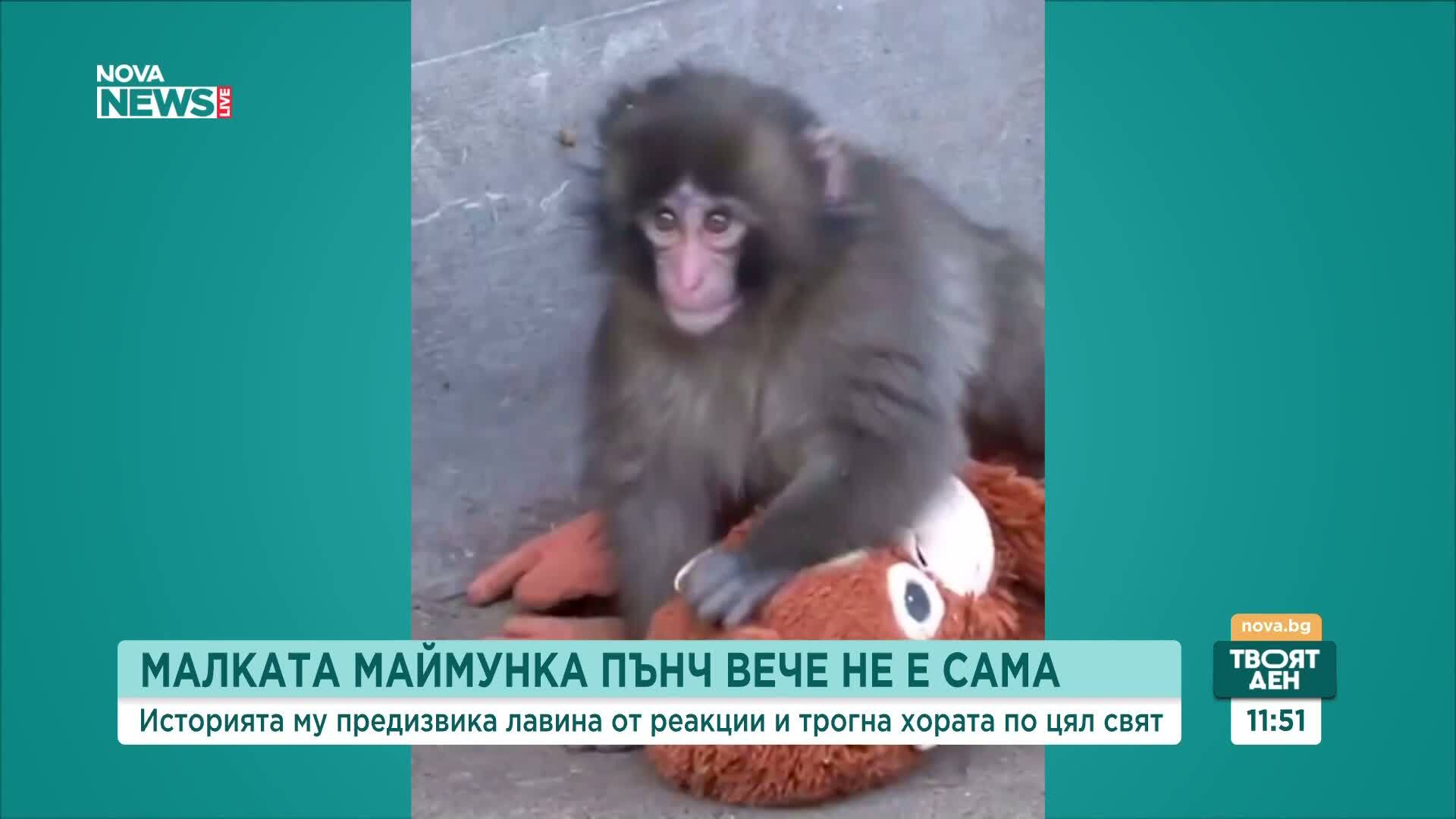 Малката маймунка Пънч вече не е сама