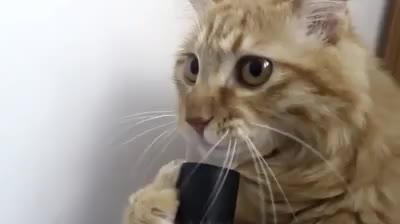 Смях!!! Котка си засмуква муцуната с прахосмукачка!!
