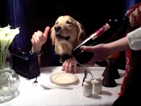 Куче пие вино!