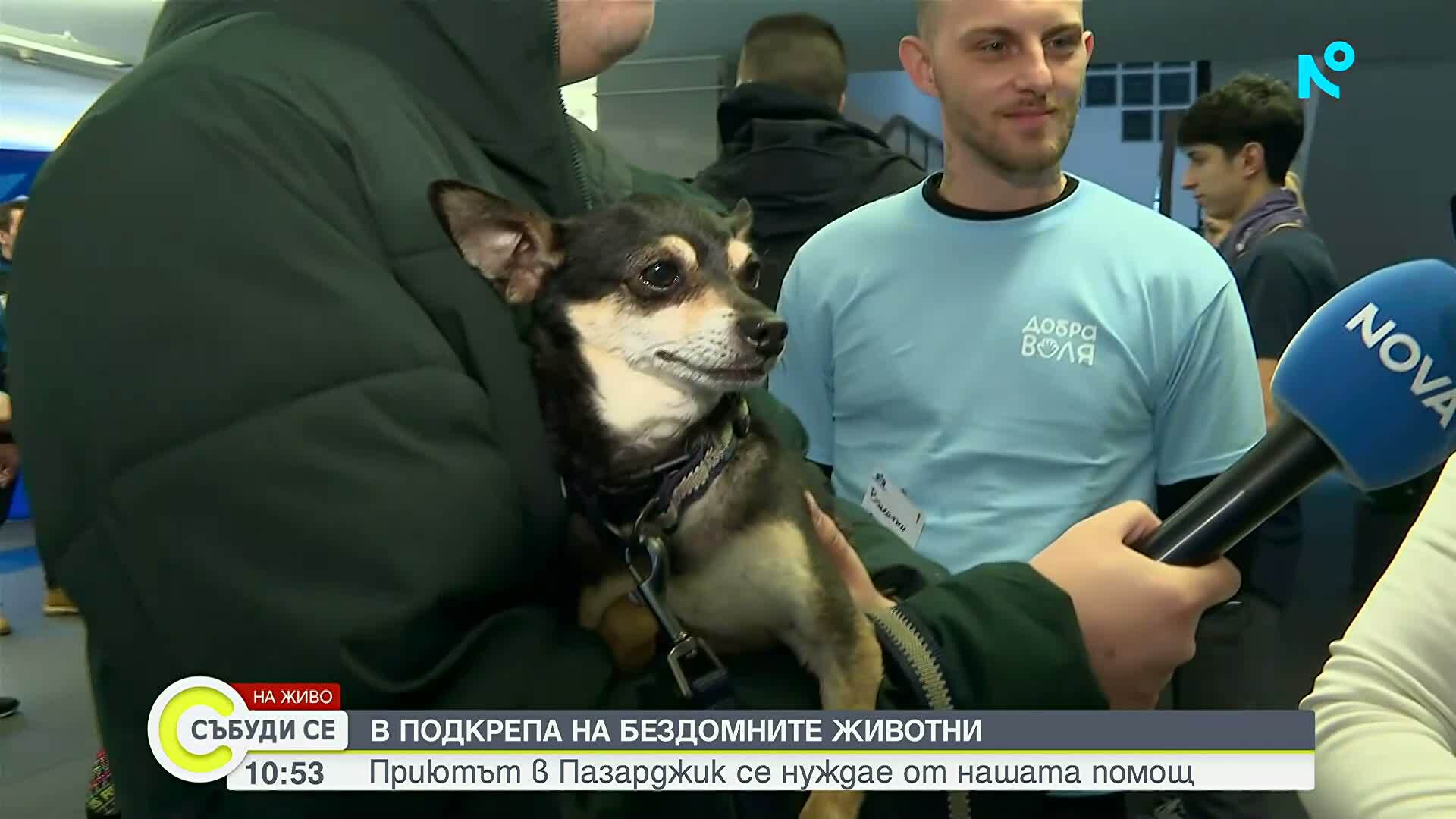 В подкрепа на бездомните животни