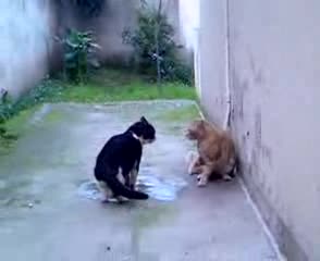 Отмъщението на котката