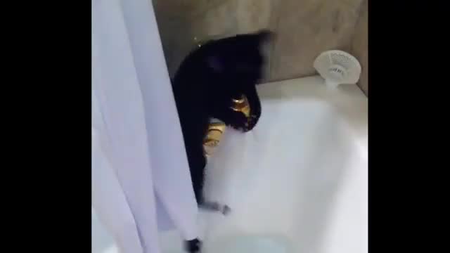 Много любопитно коте .
