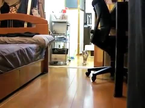 Това коте е много смешно хах