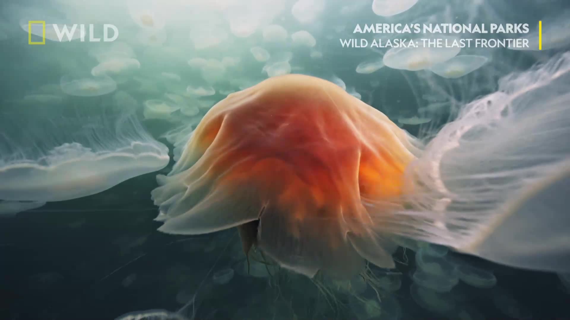 Ушатите медузи | Дивата Аляска | NG Wild Bulgaria