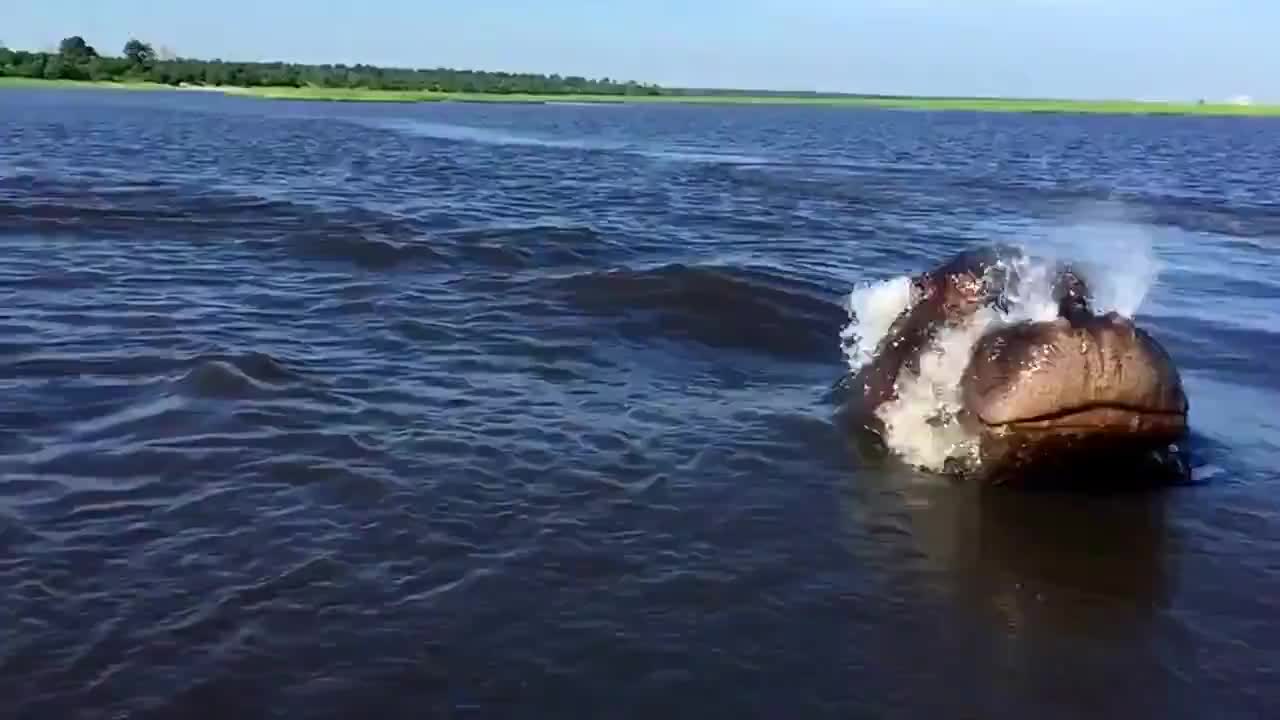 Хипопотам подгонва лодка по реката