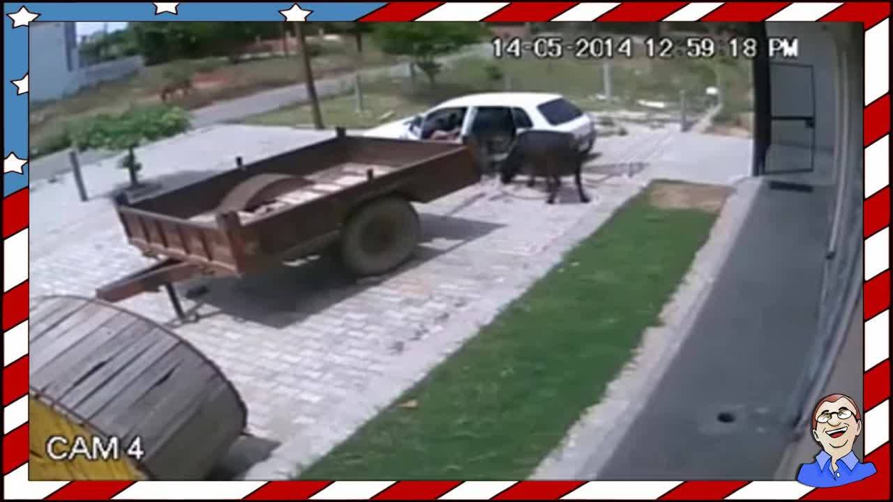 Ето така се краде крава в Русия - Смях