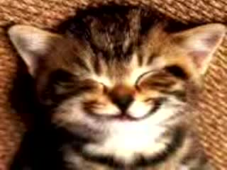 Коте Сънува Салам..