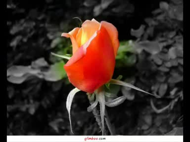 Alexa Ft The Lover - Starata Lubov