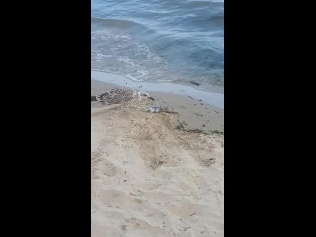 Плъхове на варненския плаж