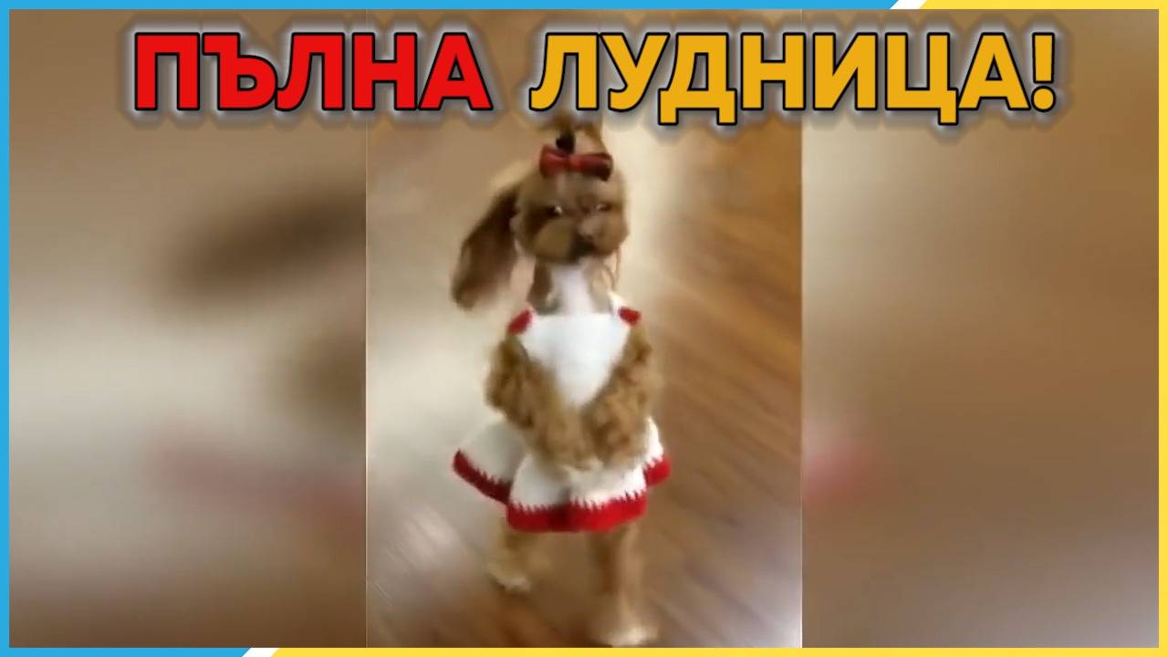 Животни и хора на един акъл! Няма да издържите без да избухнете от смях! По-силно е от вас!