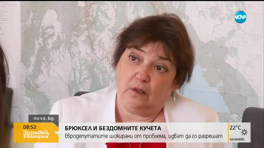 Евродепутатите шокирани от проблема с бездомните животни у нас