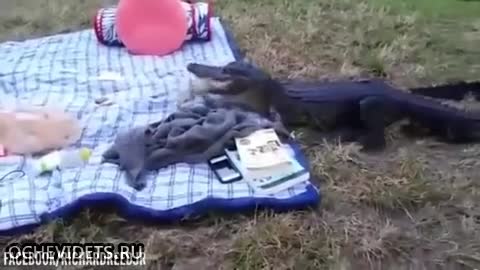 Самопоканил се алигатор на пикник , остави хората без обяд