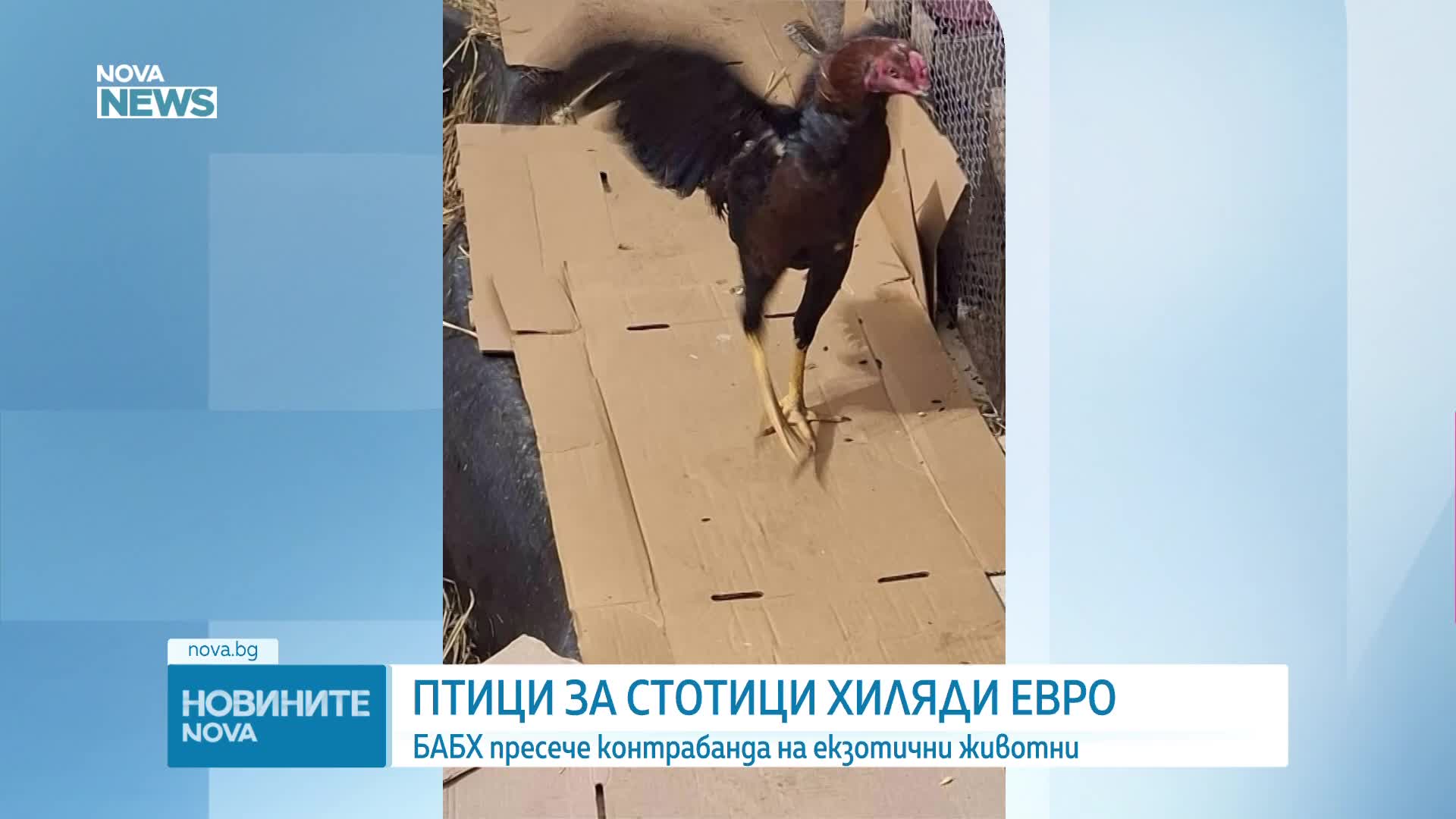 Заловиха контрабанда на екзотични птици за стотици хиляди евро на „Дунав мост“