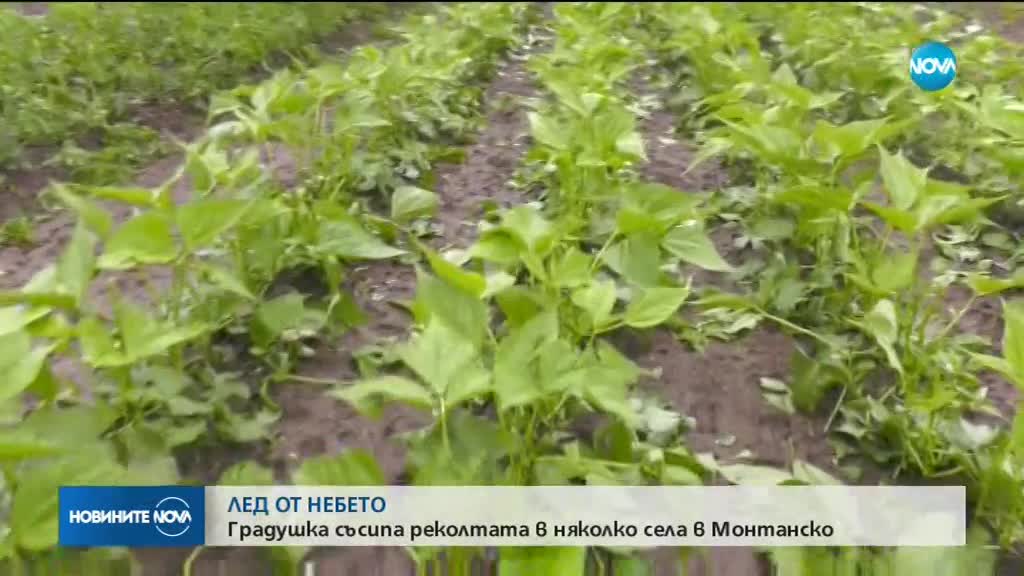 Градушка с големината на орех помете монтански села