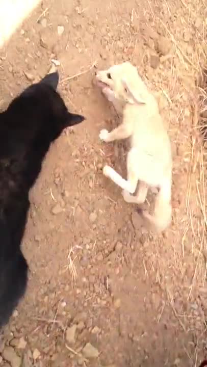 Коте и лисиче най-добри приятели