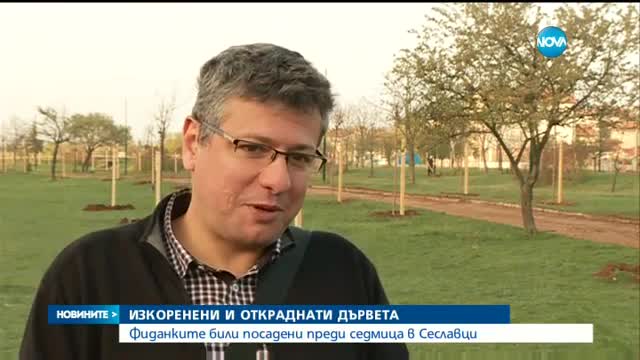 Кой изкорени и открадна сто фиданки? - обедна емисия