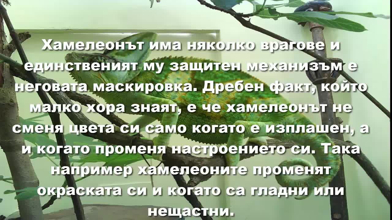 Топ 10 на неизвестните факти от света на животните