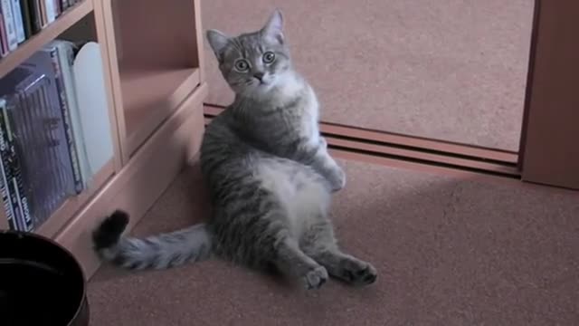 Мързеливо коте иска закуска - сладурче