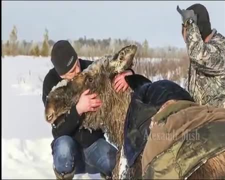 Много силно видео - Компилация спасявания на животни