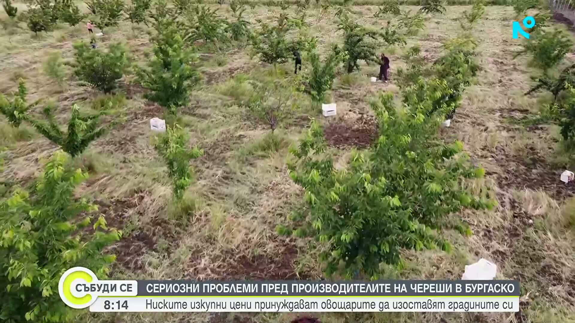 Ниски изкупни цени и скъп труд принуждават овощари в Бургаско да изоставят градините си