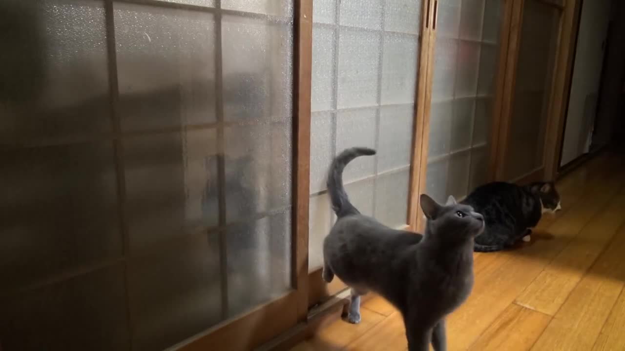 Котка почуква на вратата за да и отворят