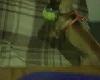 Пинчер си играй с топка