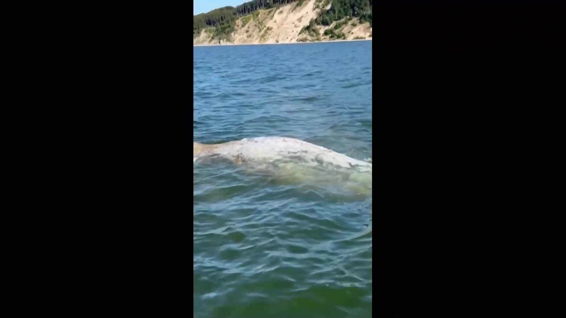 Кит, изгубил се в Балтийско море край Полша, се върна в океана (ВИДЕО)