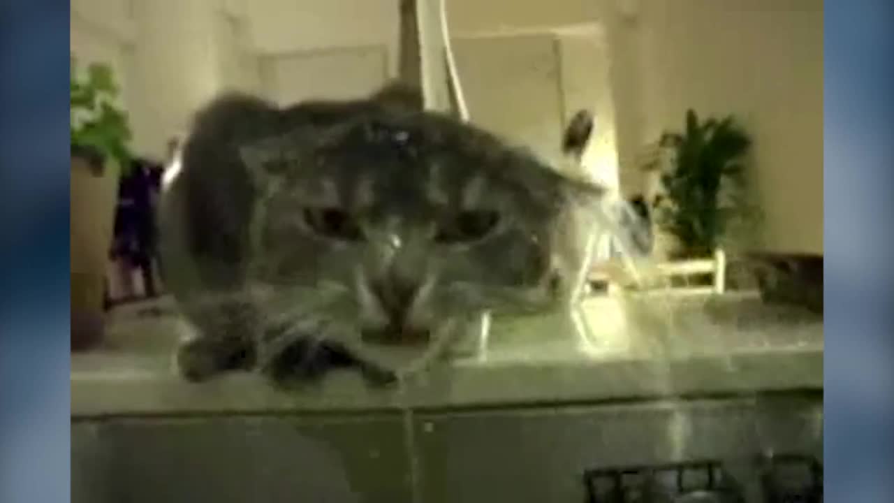 Котки срещу вода