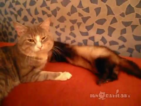 Досаден пор! Ще му изяде и .. "грахчетата"/ Смях /