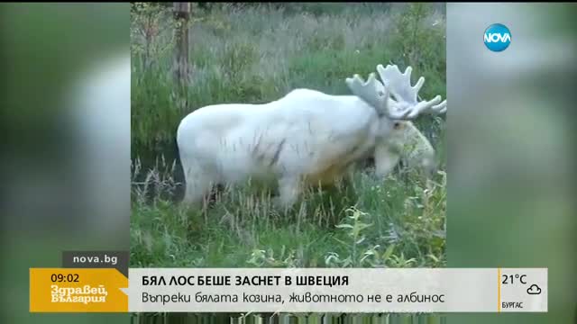Бял лос стана звезда в социалните мрежи