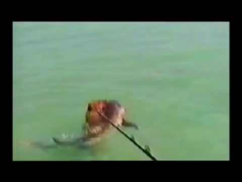 Куче напада акула 