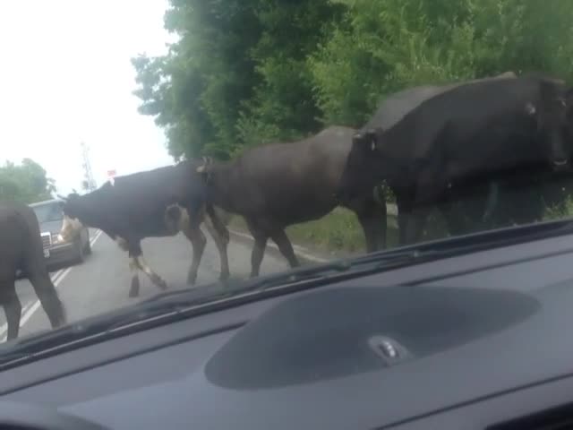 Пътна обстановка в България...