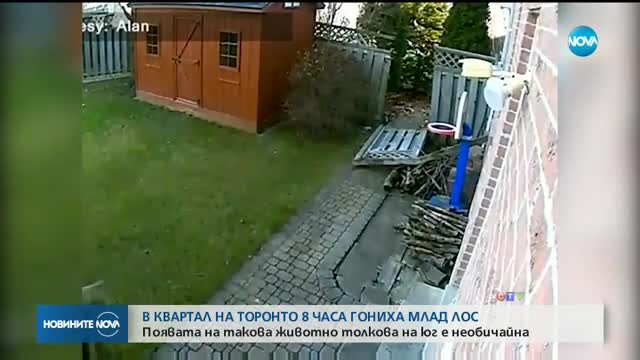 Осем часа гониха лос в Торонто
