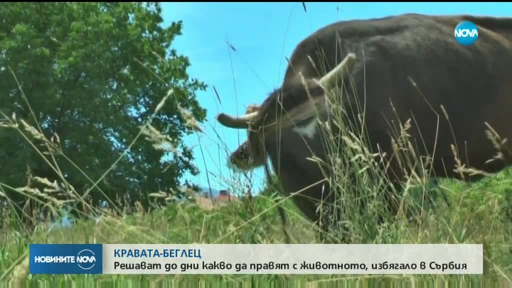 КРАВАТА-БЕГЛЕЦ: Решават до дни какво да правят с животното, избягало в Сърбия