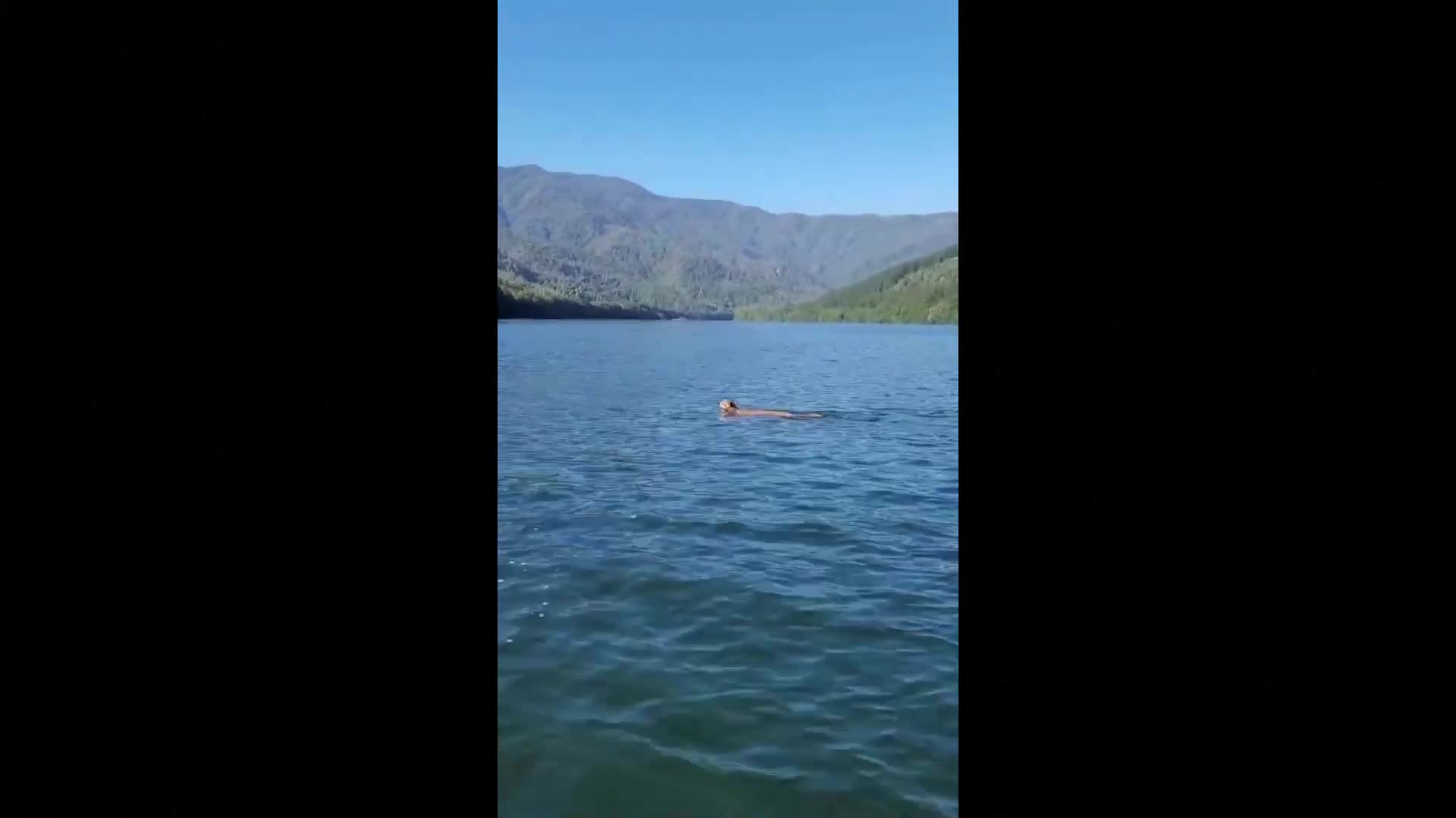 Плуваща по река пума удиви хора в Чили (ВИДЕО)
