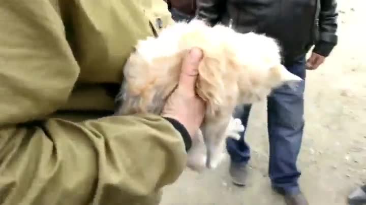 Руснаци спасяват коте заклещило се на необикновено място ,в пружината на " Лада Нива"