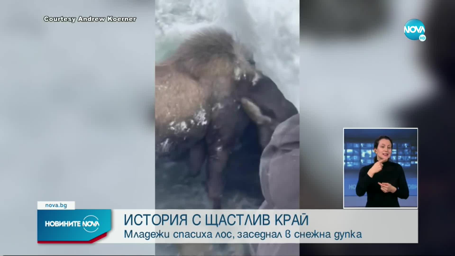 ИСТОРИЯ С ЩАСТЛИВ КРАЙ: Младежи спасиха лос, заседнал в снежна дупка