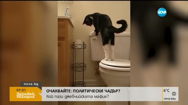 Може ли котката да пусне казанчето в тоалетната?
