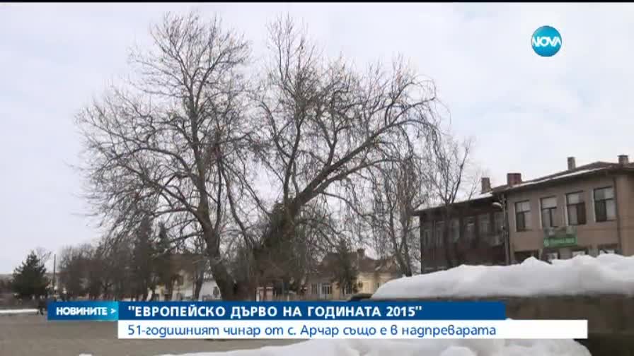 Чинар в Арчар се бори за "Европейско дърво на 2015 г."