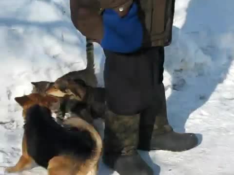 Две кучета си играят с едно коте!