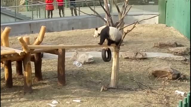 Пандата Пупу - младата надежда на китайската гимнастика