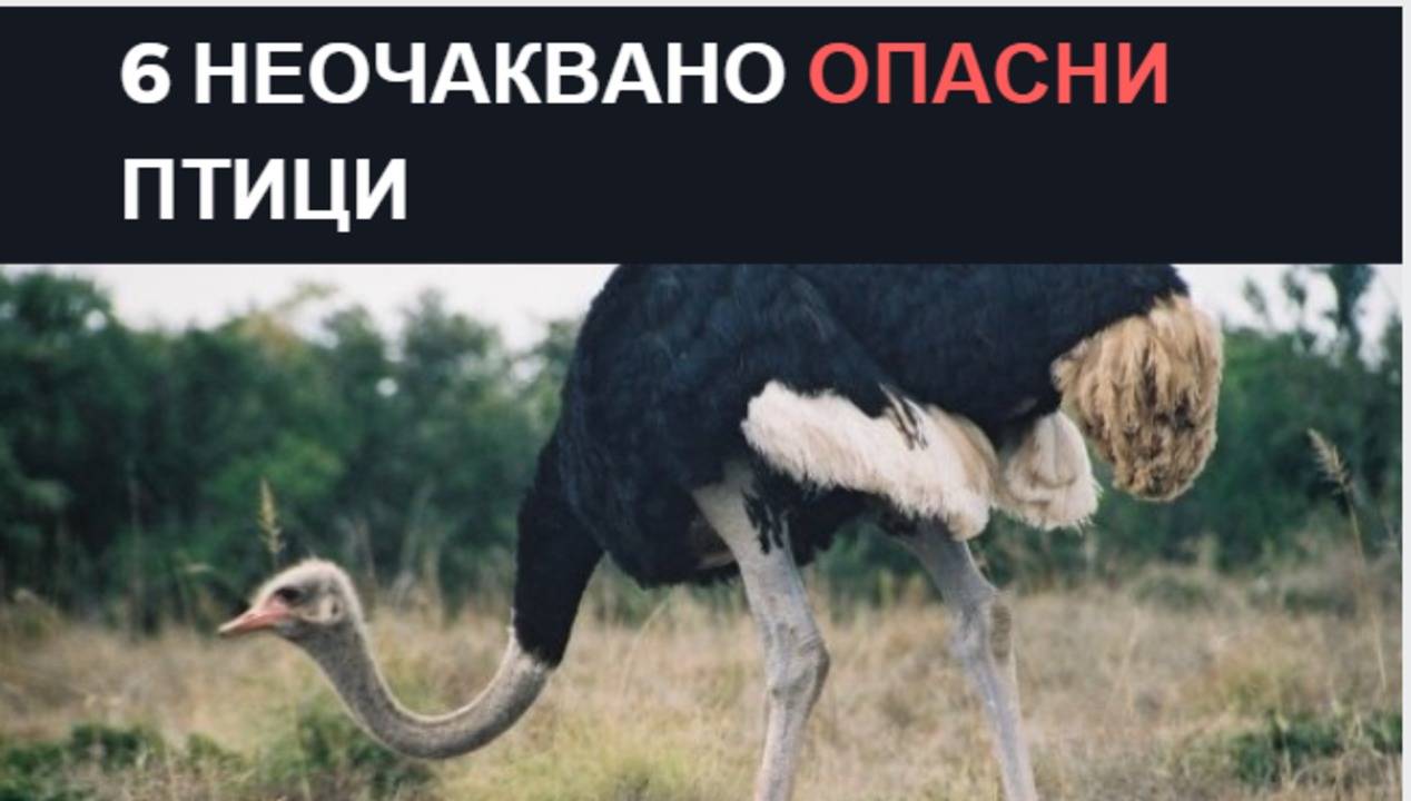 6 неочаквано опасни птици