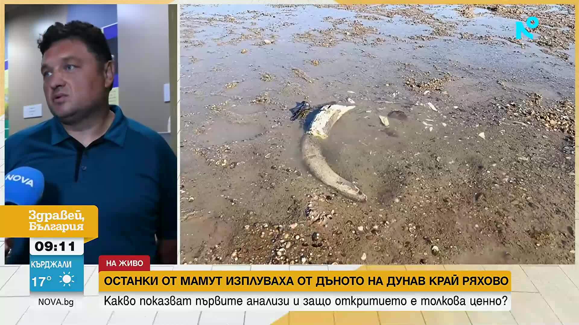 Какво показват първите анализи на откритите останки от мамут
