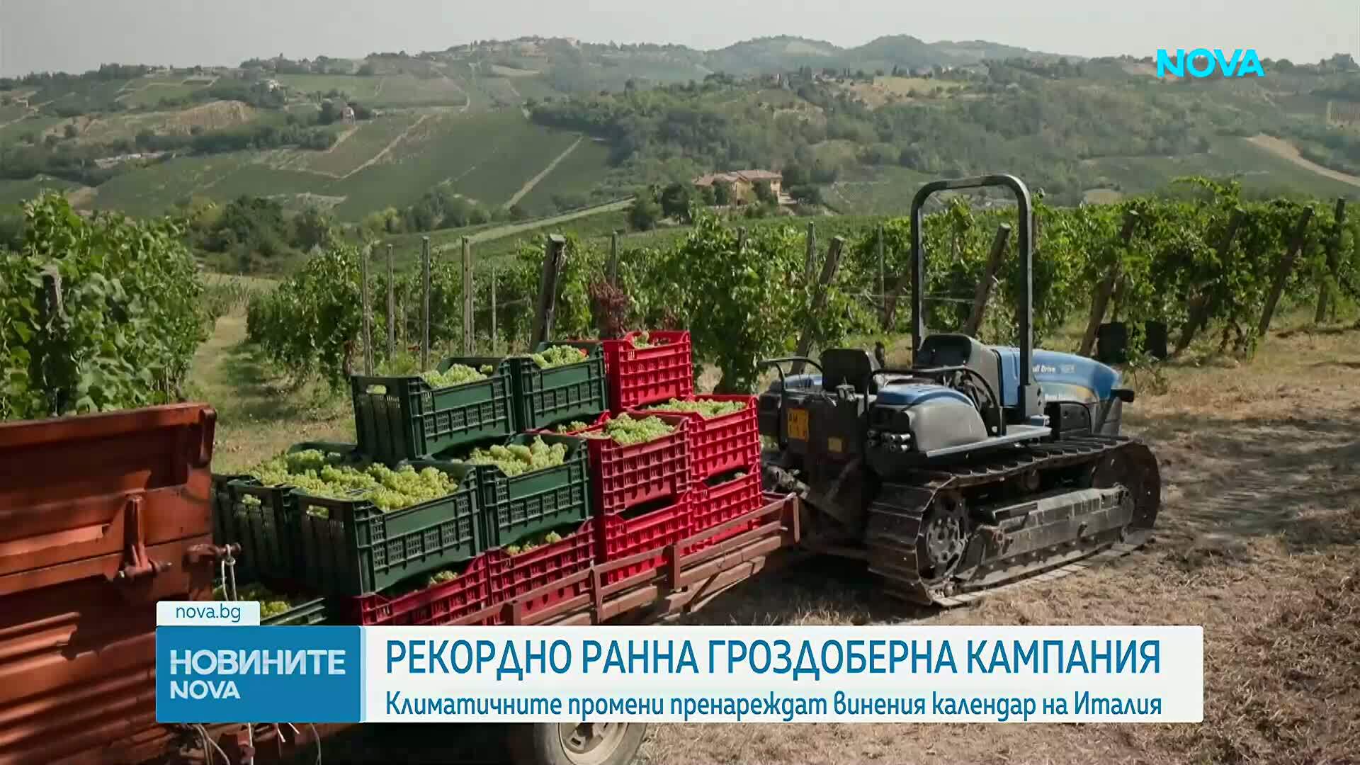 Рекордно ранна гроздоберна кампания започна в Северна Италия заради продължителните горещини