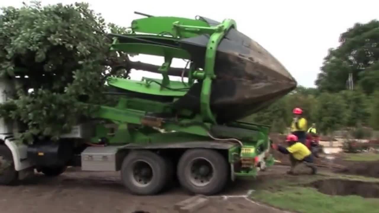 Пресаждане на дърво за минути - Нова технология