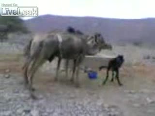 Магаре Наритва Камила В Бой За Вода