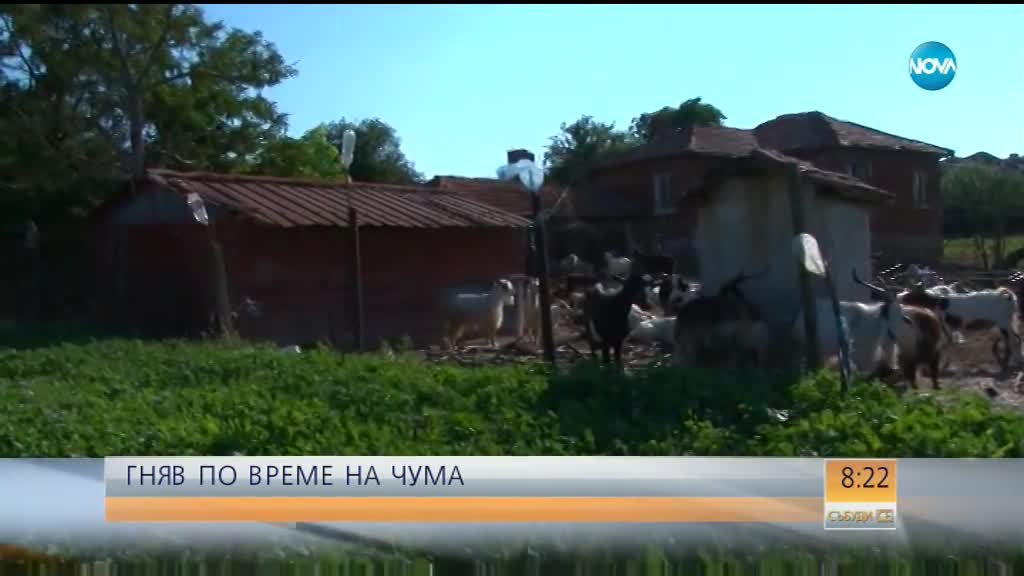 ГНЯВ ПО ВРЕМЕ НА ЧУМА: Умъртвиха над 3000 животни в засегнатите от чума райони