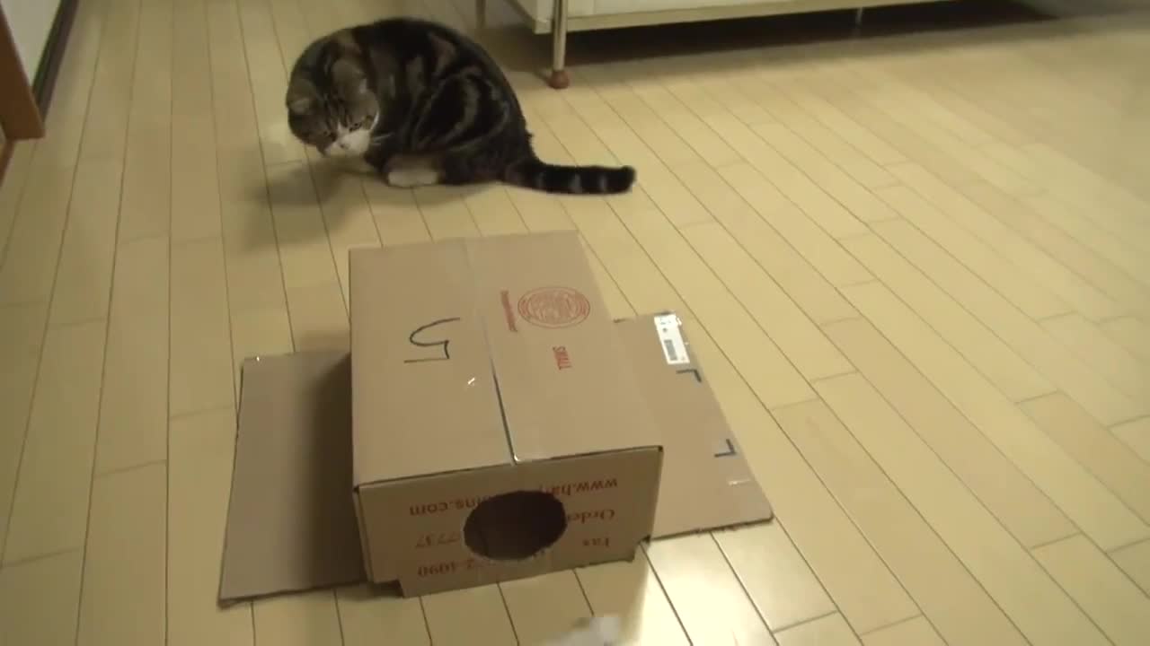 Котето Мару .. Голямо Сладурче ..