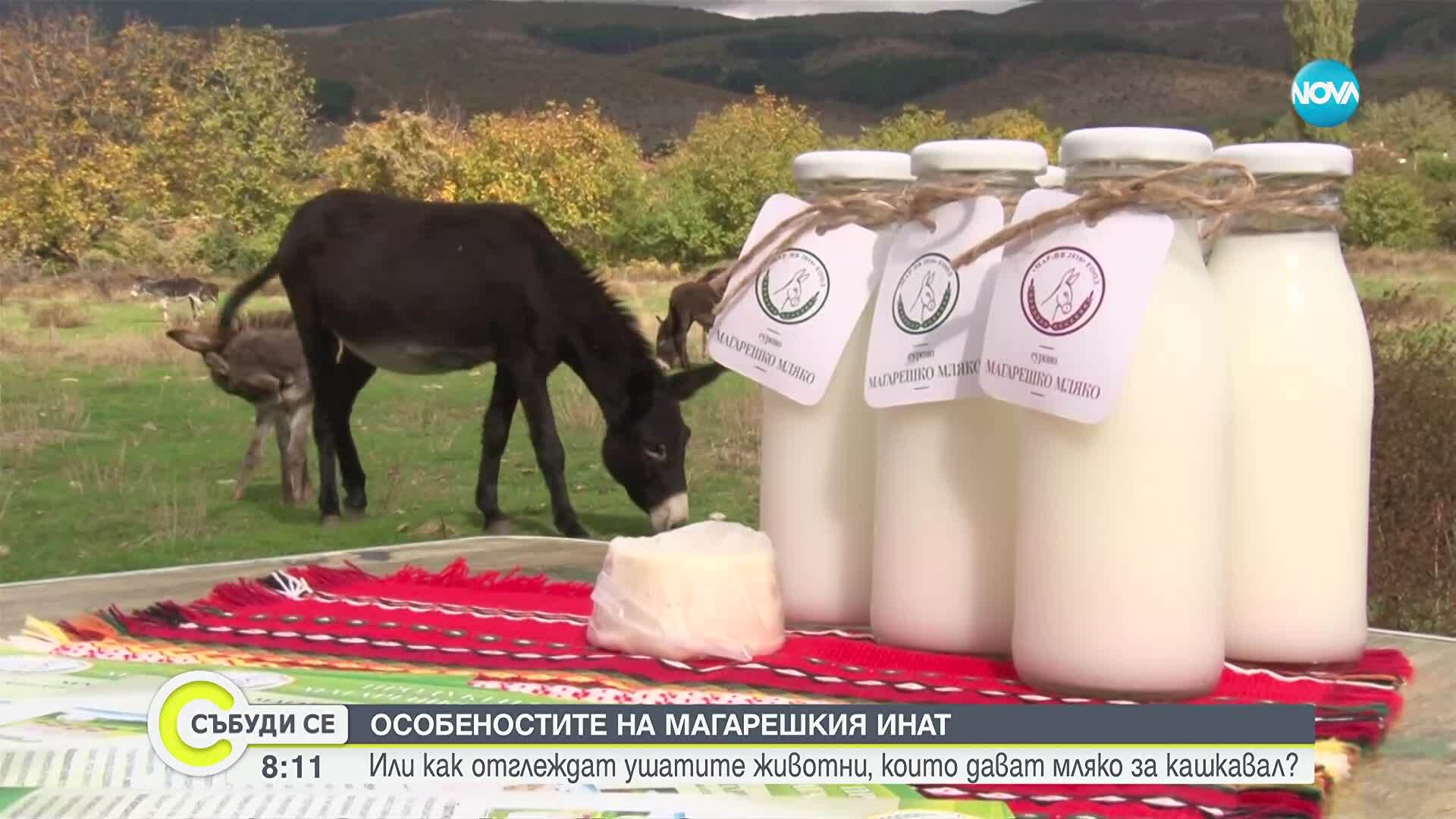 Как се правят кашкавал и сирене от магарешко мляко